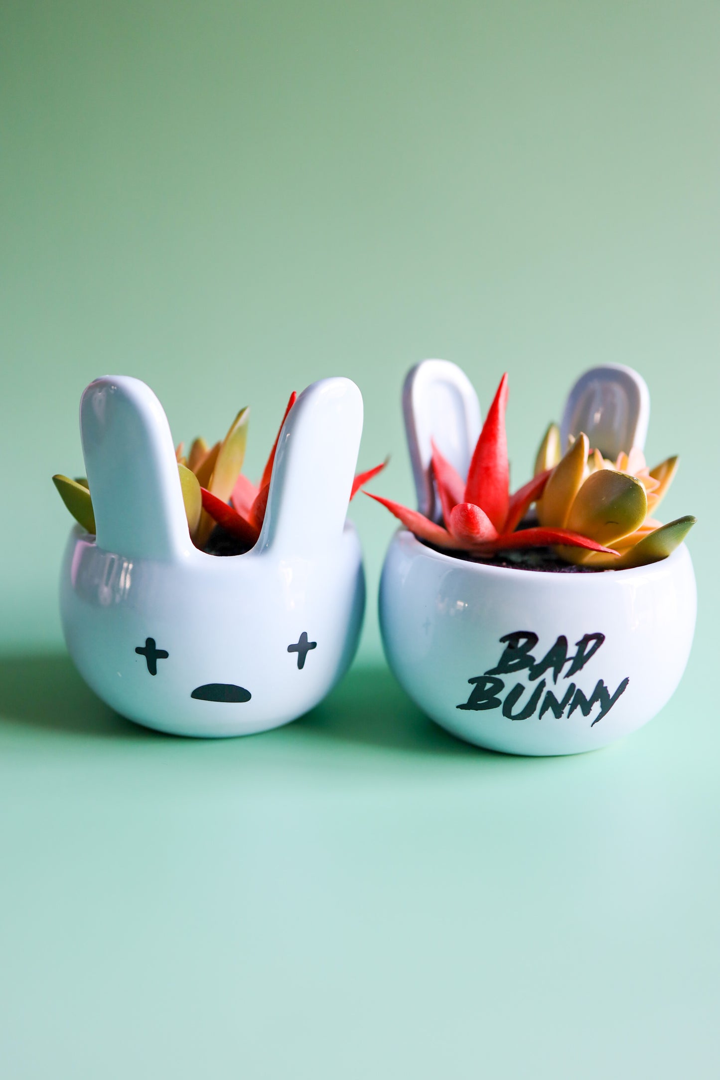Blue Bad Bunny Succulent