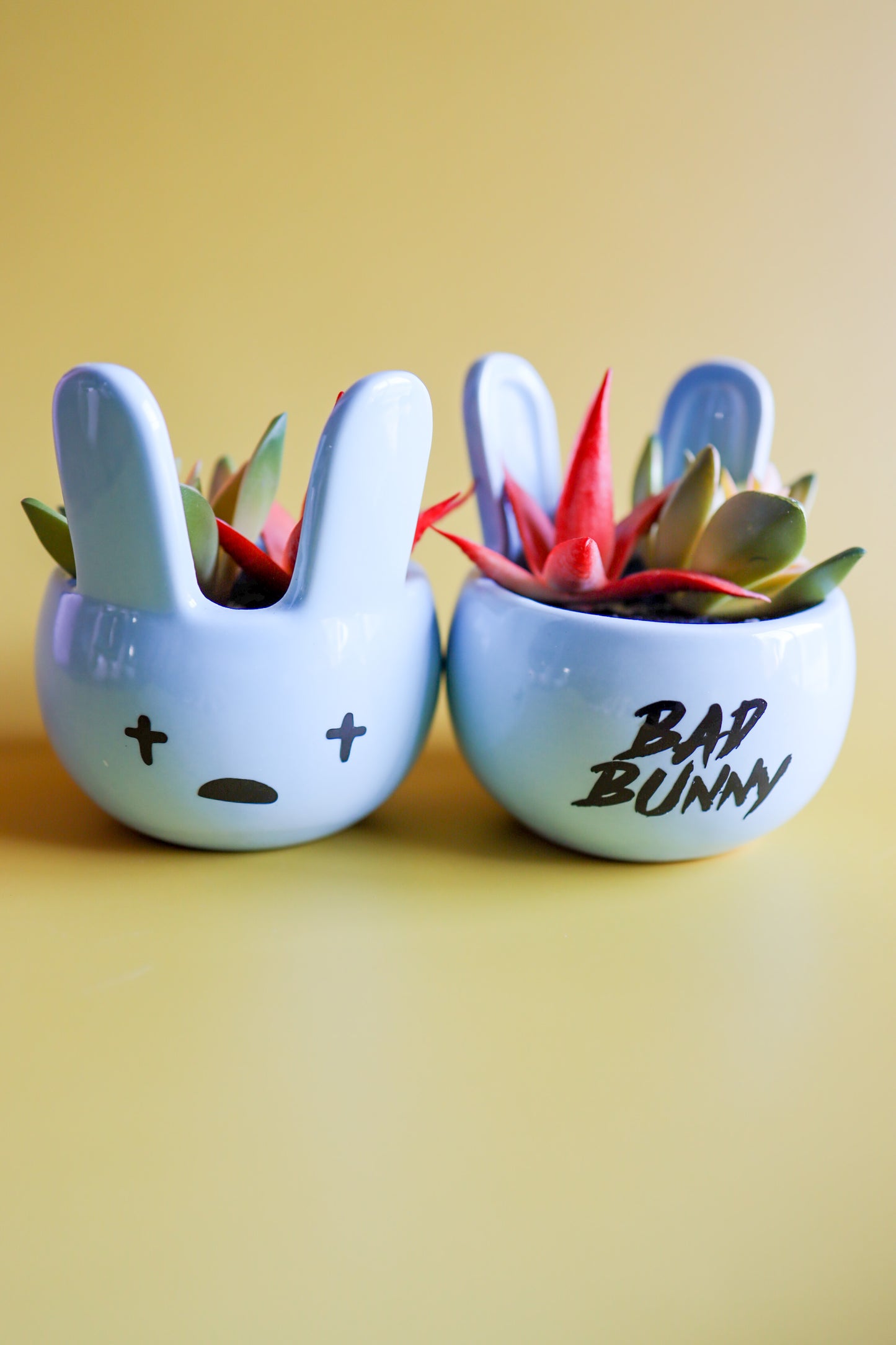 Blue Bad Bunny Succulent