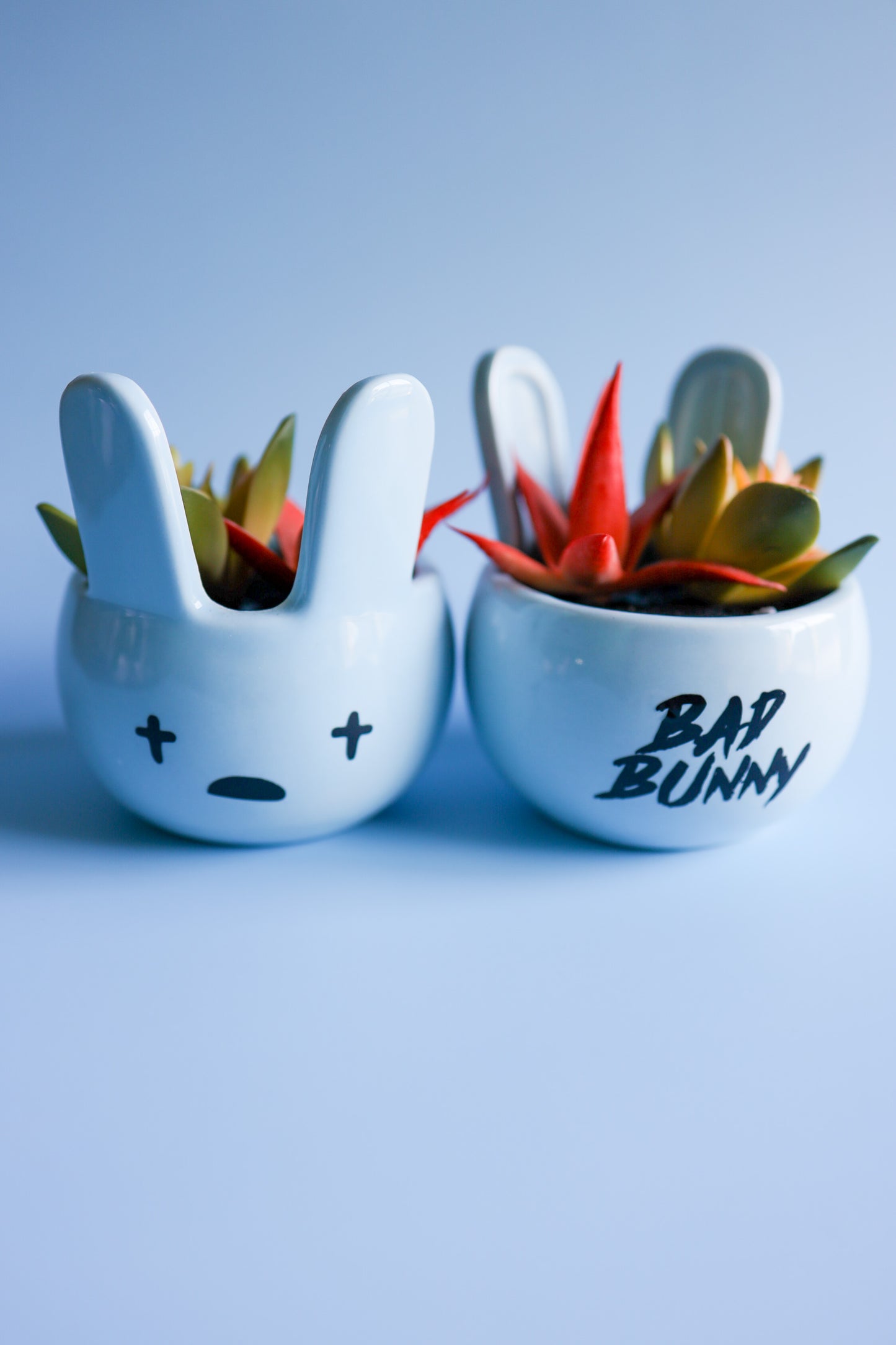 Blue Bad Bunny Succulent
