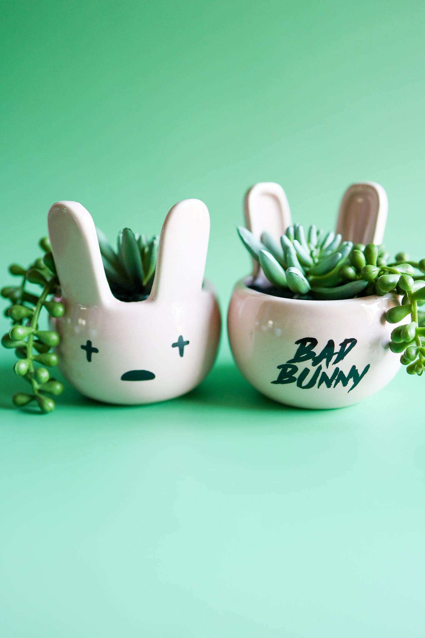 Pink Bad Bunny Succulent