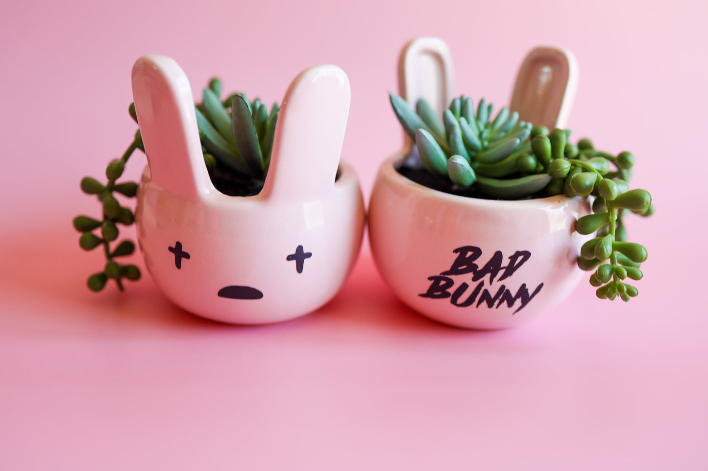 Pink Bad Bunny Succulent