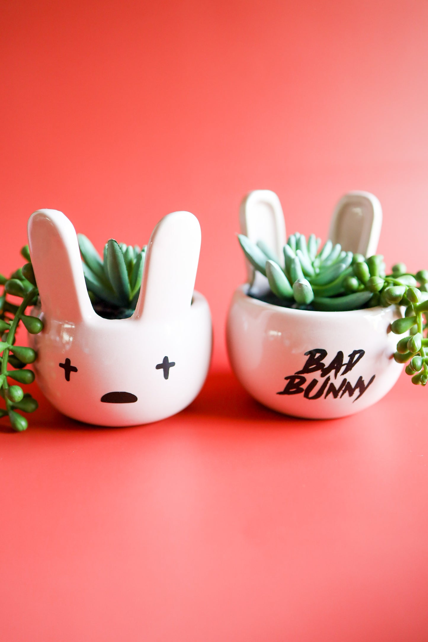 Pink Bad Bunny Succulent