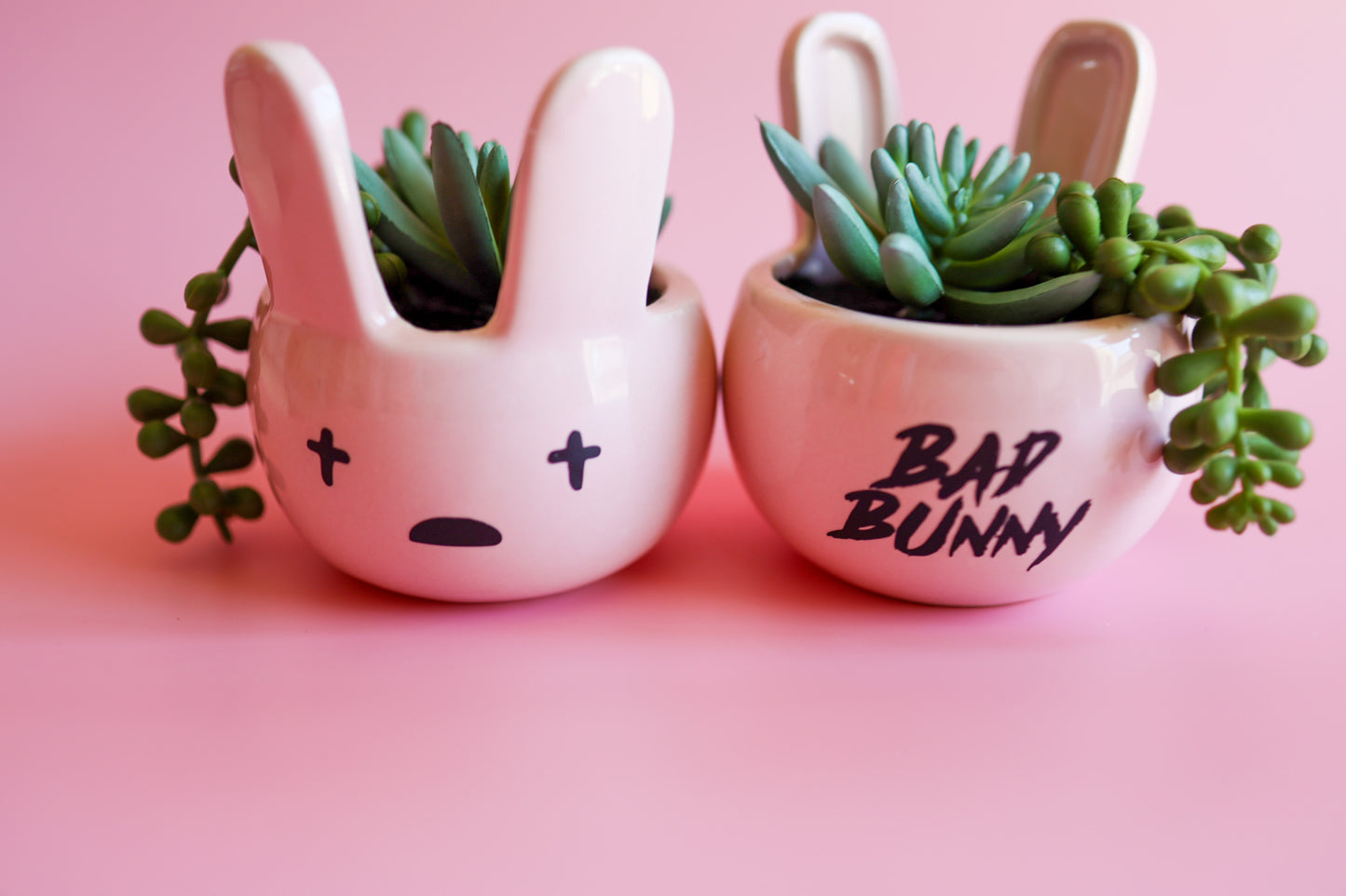 Pink Bad Bunny Succulent