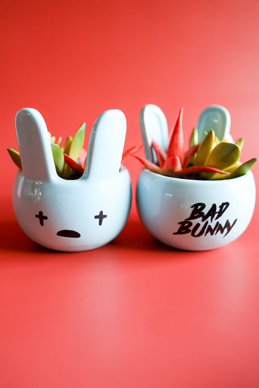 Blue Bad Bunny Succulent